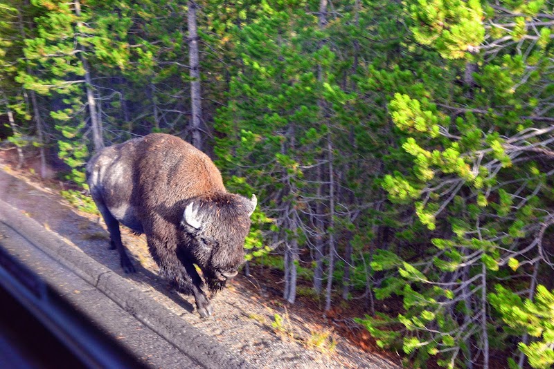 Grand Loop Road, Yellowstone