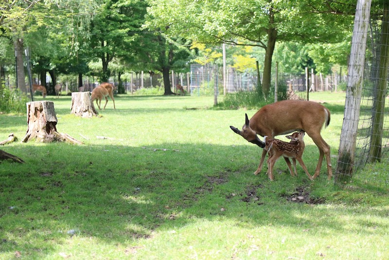 Wisconsin Deer Park, Wisconsin Dells