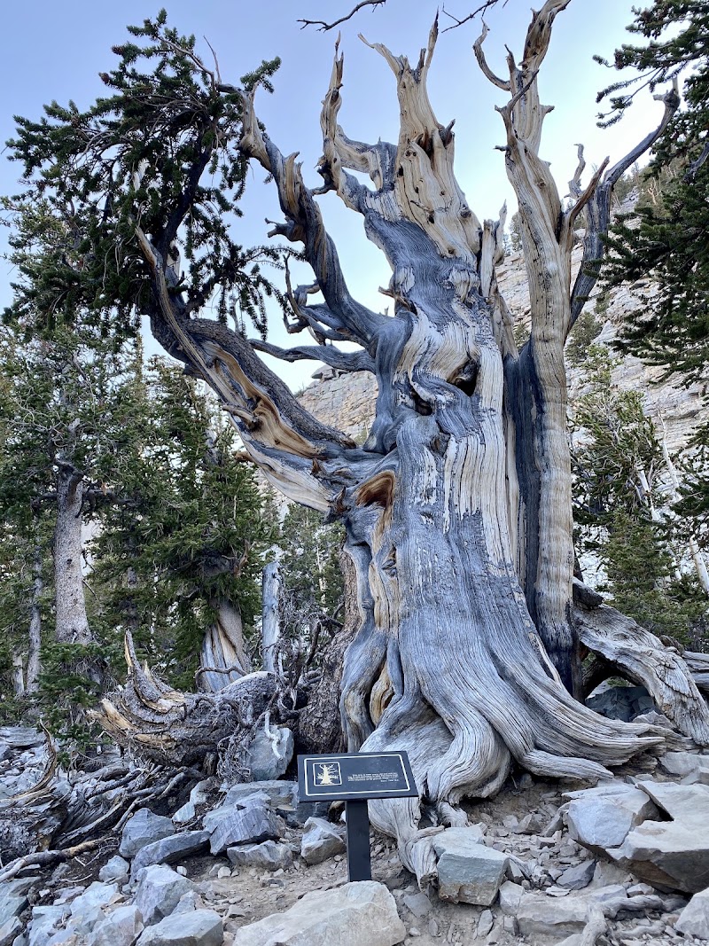 Wheeler Peak Bristlecone Pine Grove, Great Basin