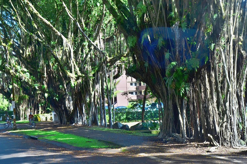 Banyan Drive, Hilo