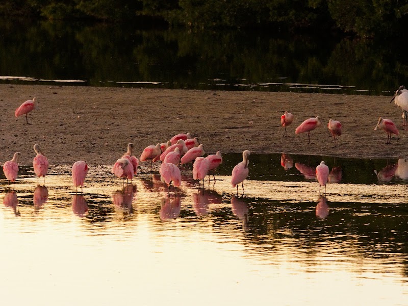 J.N. "Ding" Darling National Wildlife Refuge, Sanibel