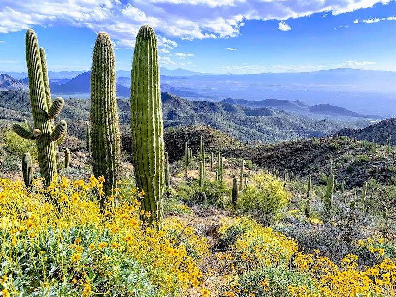 King Canyon Trail, Saguaro