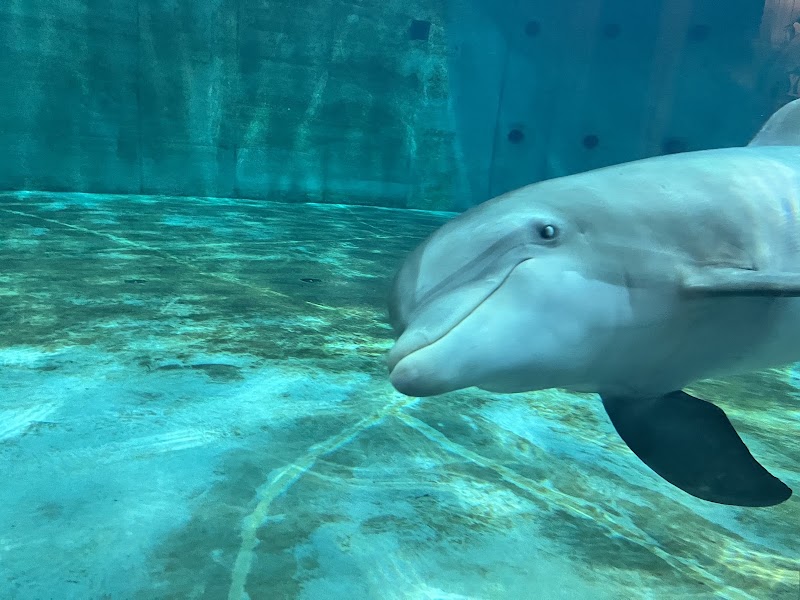 Clearwater Marine Aquarium, Clearwater