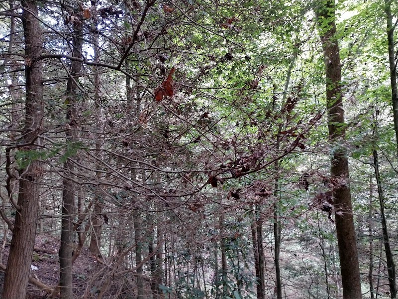 Muir Valley Climbing and Nature Preserve, Red River Gorge