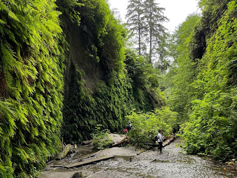 Fern Canyon Loop Trailhead, Redwood