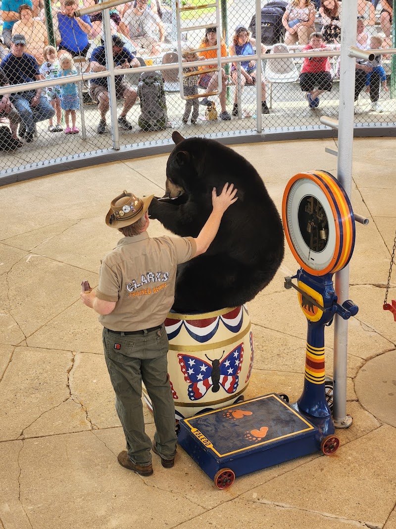 Clark's Bears, Lincoln, NH